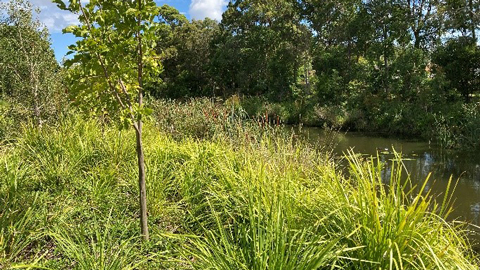 River bank with grass and tree