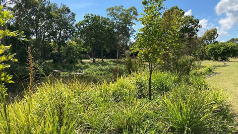 Long grass with trees and edge of riverbank