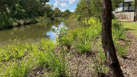 landscaped river edge with tree