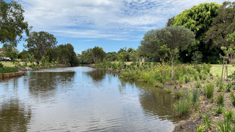 landscaped river edge with tree