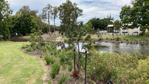 River bank with grass and tree