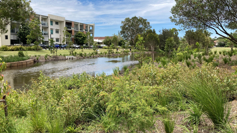 Long grass with trees and edge of riverbank