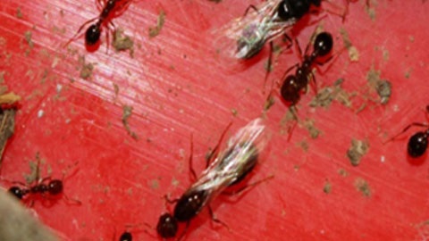 fire ants on red surface