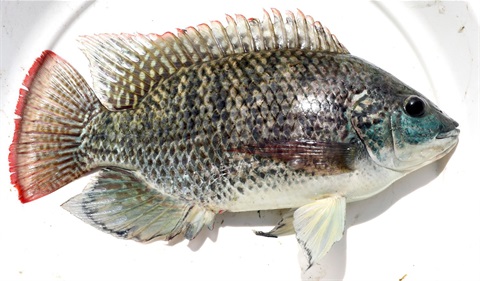 Tilapia