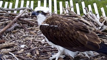 Brown and White bird sitting in nest surrounded by sticks