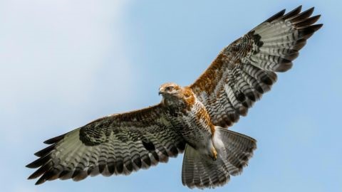 A large bird in flight