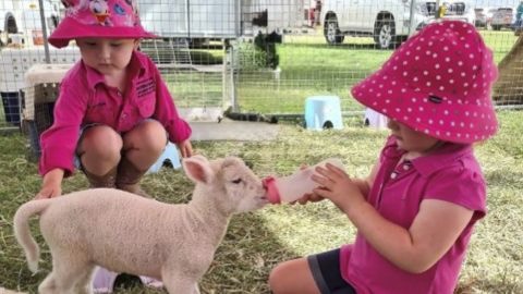 Two children in pink clothes feeding bottled milk to lambs