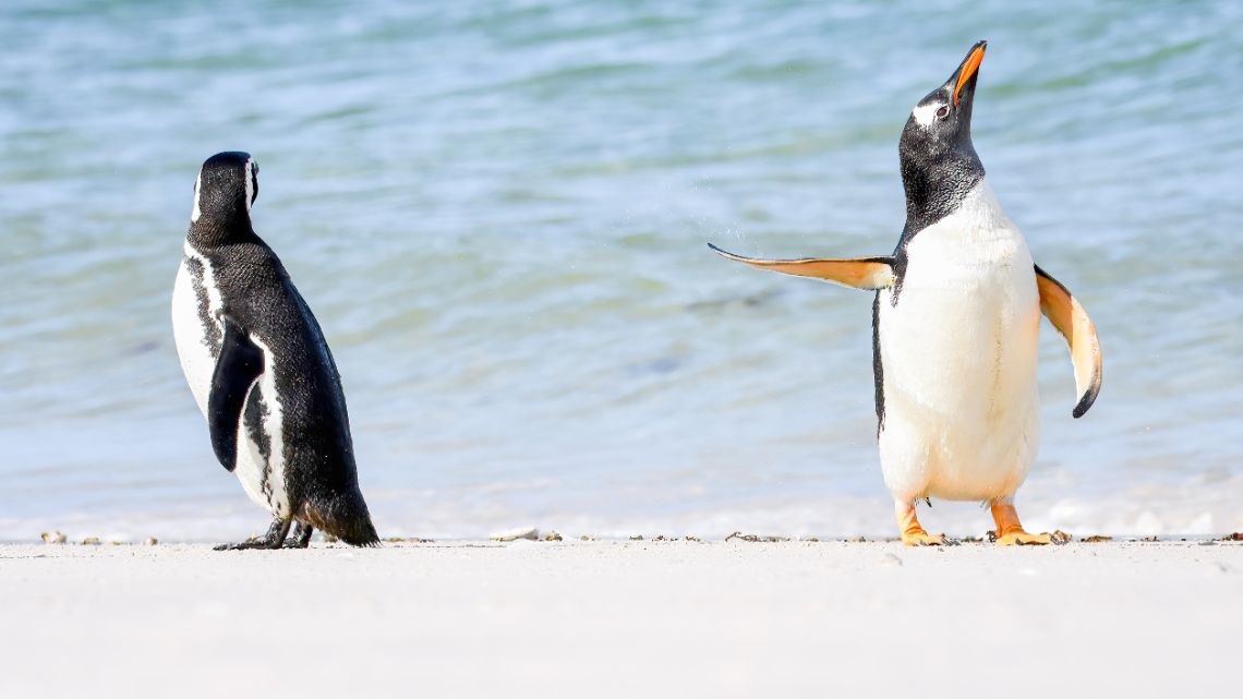 Two penguins in the wild