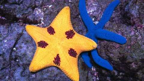 Two starfish - one flue and one yellow with spots