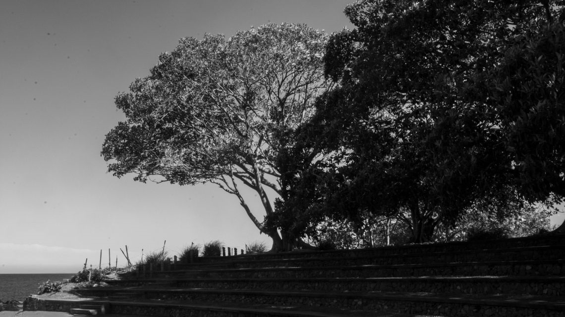 Black and white photo of trees on the beach