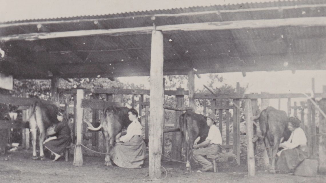 People milking cows in old wooden bales