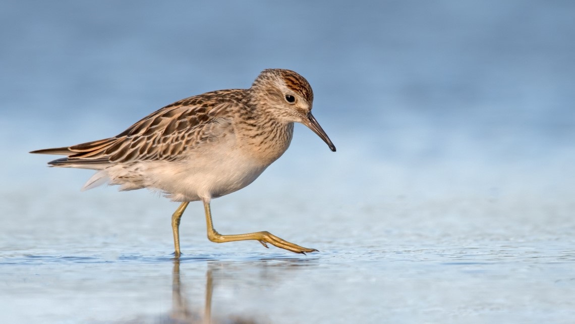 A small brown bird in water