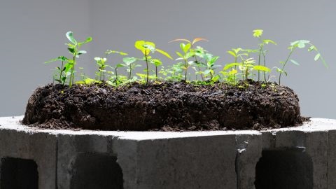 Seedlings growing in a pile of soil