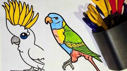 Coloured-in pictures of birds
