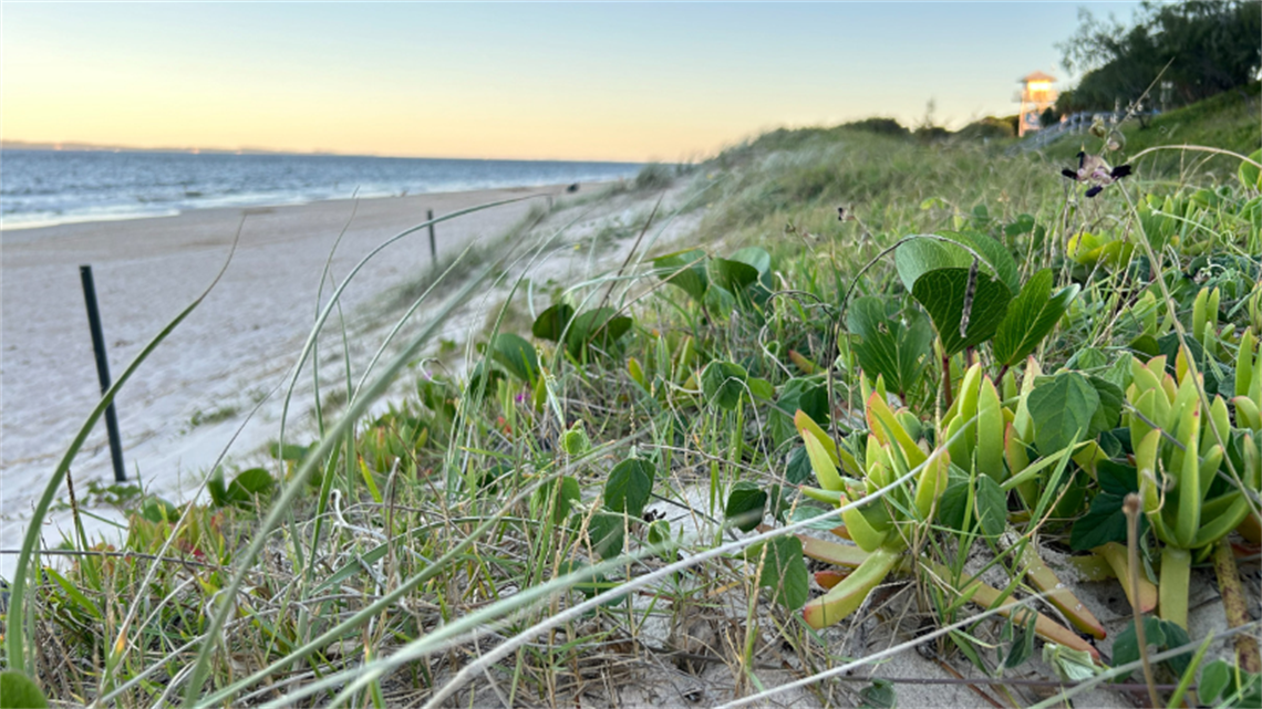Shifting Shores: Bribie's beautiful beaches