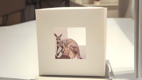 Photo of a kangaroo on a white box