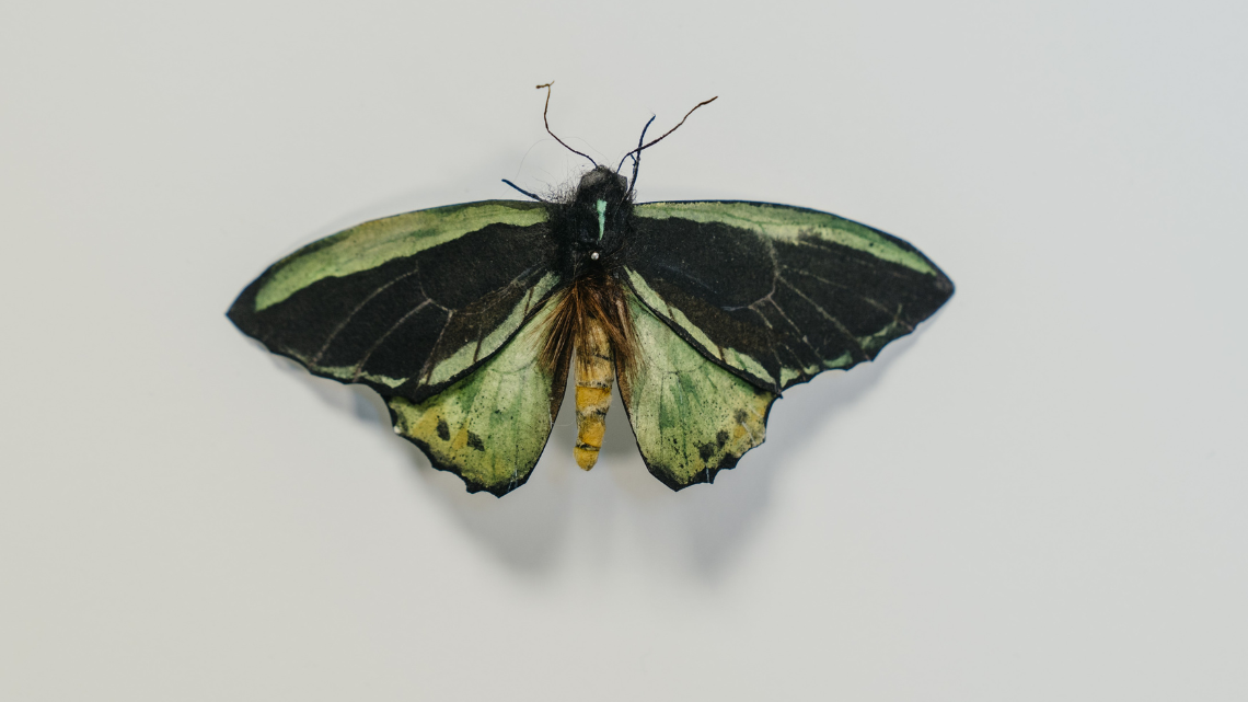 Picture of artwork by Lesley Kendall titled paper invertebrates