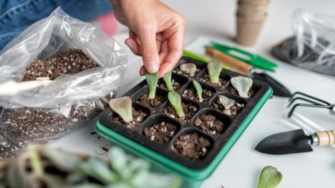 Person planting leaves in a propagation tray