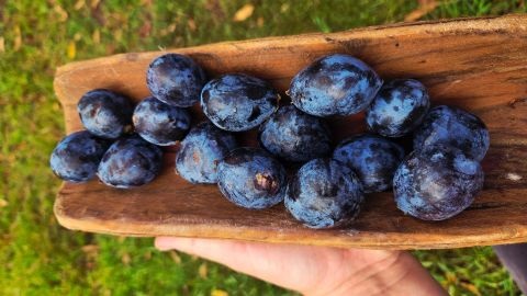 Black berries on a wooden platter