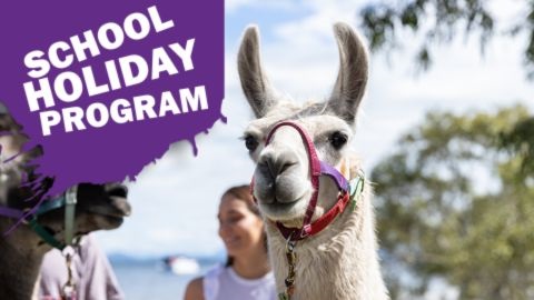 Llama wearing a halter