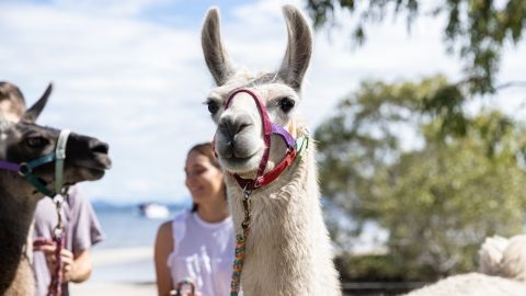 Llama wearing a halter