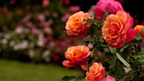 Orange roses in a garden