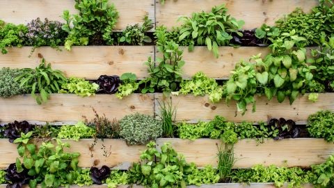 Plants growing in a vertical garden wall