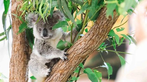 Koala in a tree