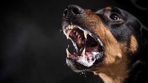 Dangerous dog.jpg