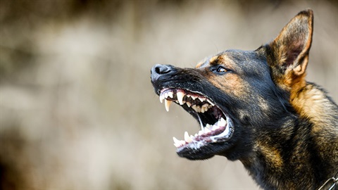 Dangerous Dogs