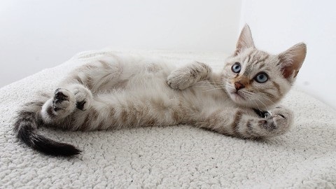 Pet Registration Renewal Reminder