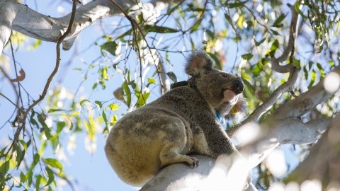 Koala in a tree in Moreton Bay region