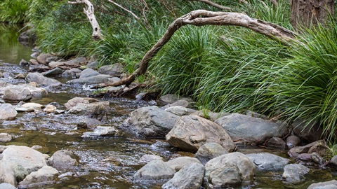 Andy Williams Park - Cedar Creek.jpg