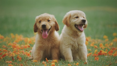 RSPCA funding support.jpg