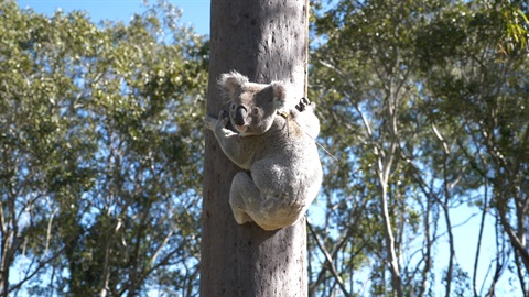 Koala in a tree