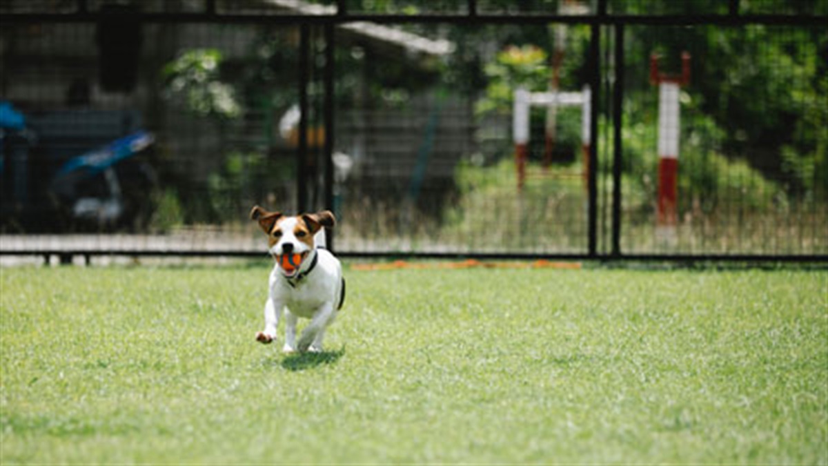 Dog off leash area guidelines Moreton Bay Regional Council