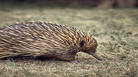 Echidna.jpg