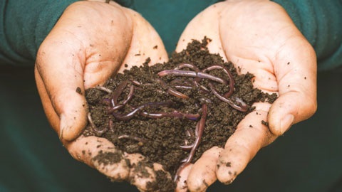 A hand cupped together, holding dirty filled with worms.