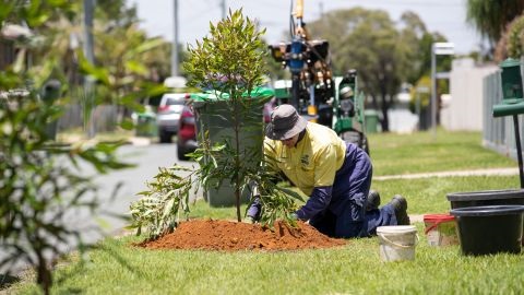 A cool program designed to keep the heat off the streets will see some 3500 native trees planted alongside 100 kilometres of road.  