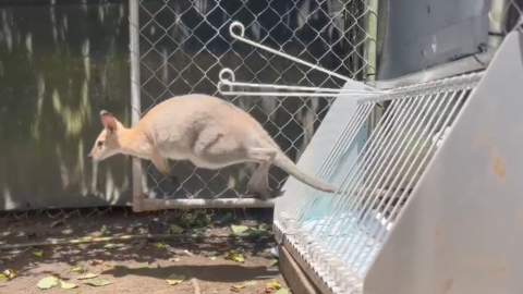 A wallaby using one of EVE's fauna hatches. Credit: Endeavour Veterinary Ecology