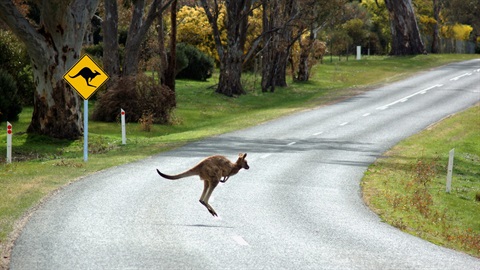 Kangaroo Crossing Road.jpg