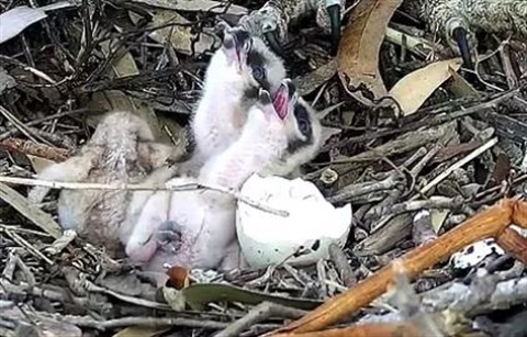 Close up of the 3 osprey chicks