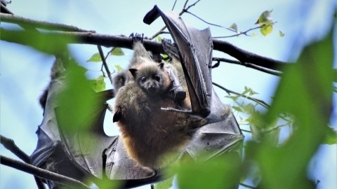 A Grey-Headed flying fox with its pup at Woodford.