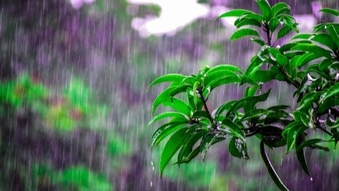 20190725-wet-leaves-rain-web.jpg