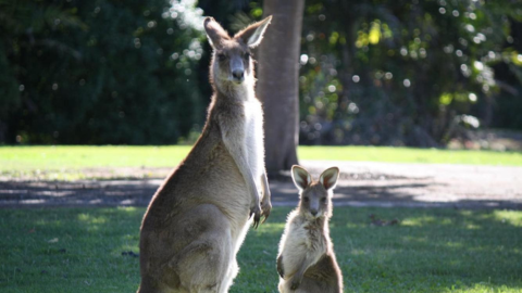 a kangaroo and joey standing in a Moreton Bay park