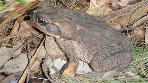 Cane toad in grass