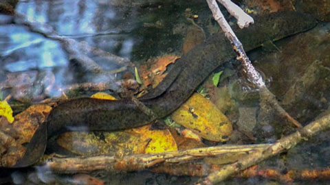 Australian longfin eel swimming in a creek