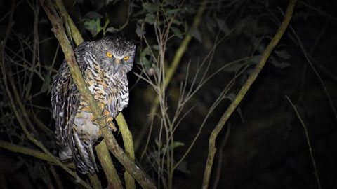 Owl in a tree