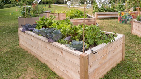 Community garden with vegetables growing
