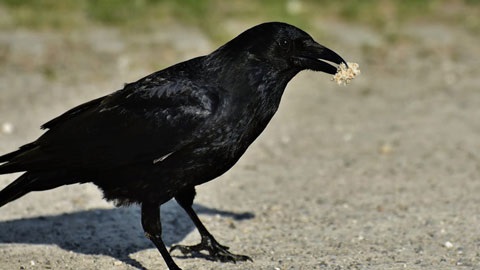 A crow on the ground with a piece of popcorn in its beak